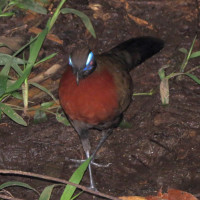 Red-breasted Coua